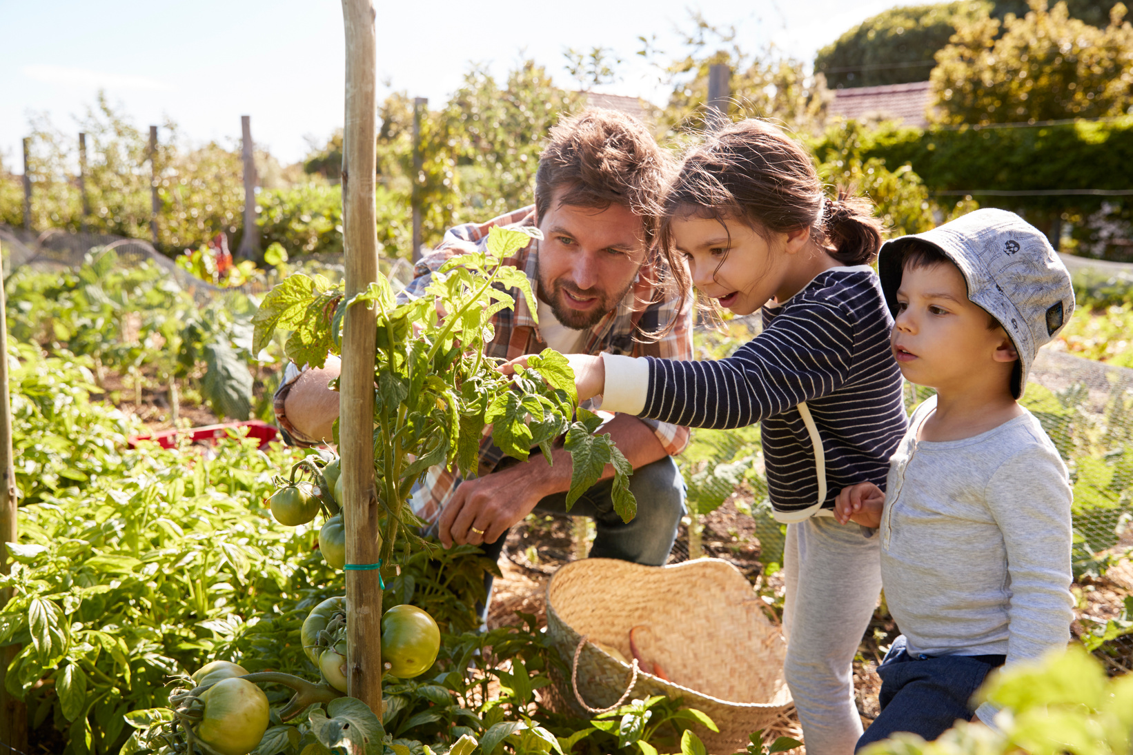 Father and Children Looking at Tomatoes